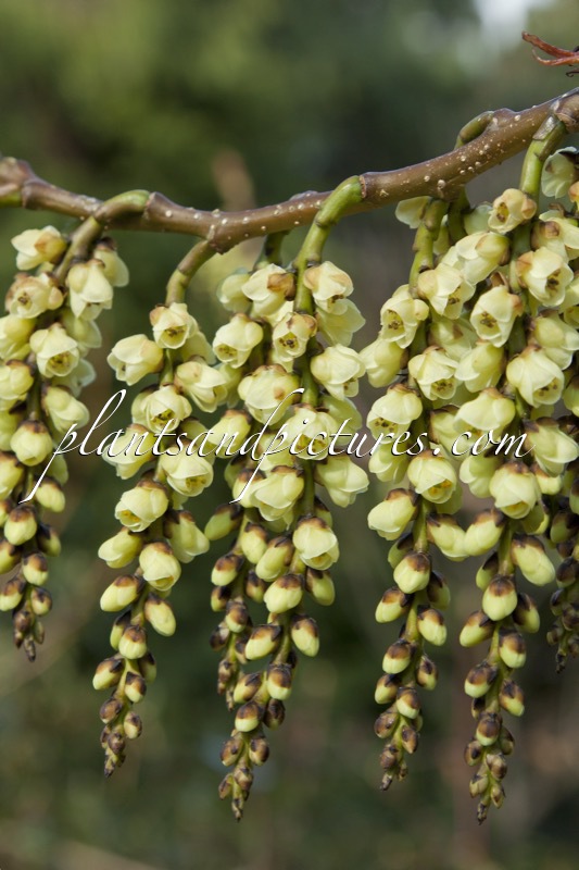Stachyurus praecox var. matsuzakii