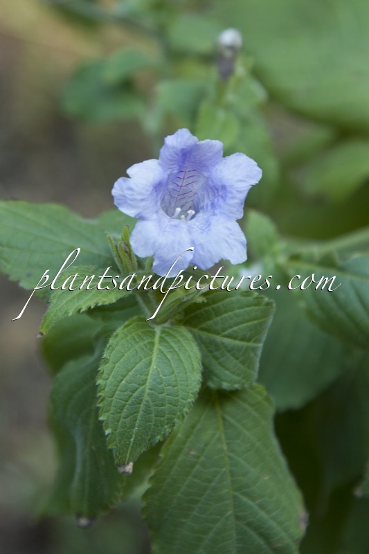 Strobilanthes glutinosus