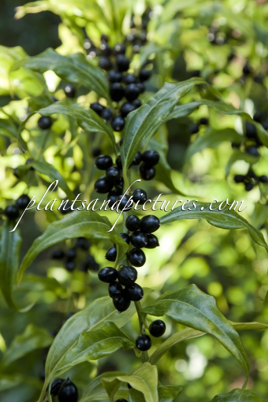 Sarcococca wallichii