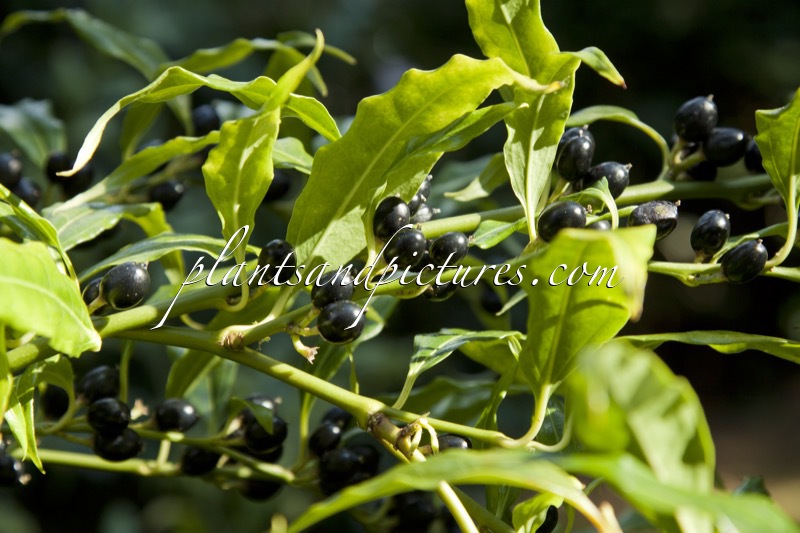 Sarcococca wallichii
