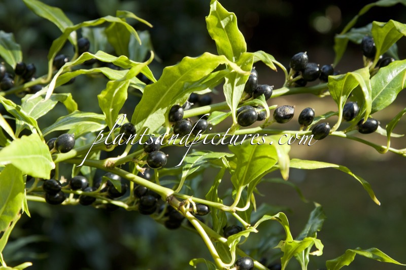 Sarcococca wallichii