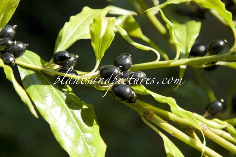 Sarcococca wallichii
