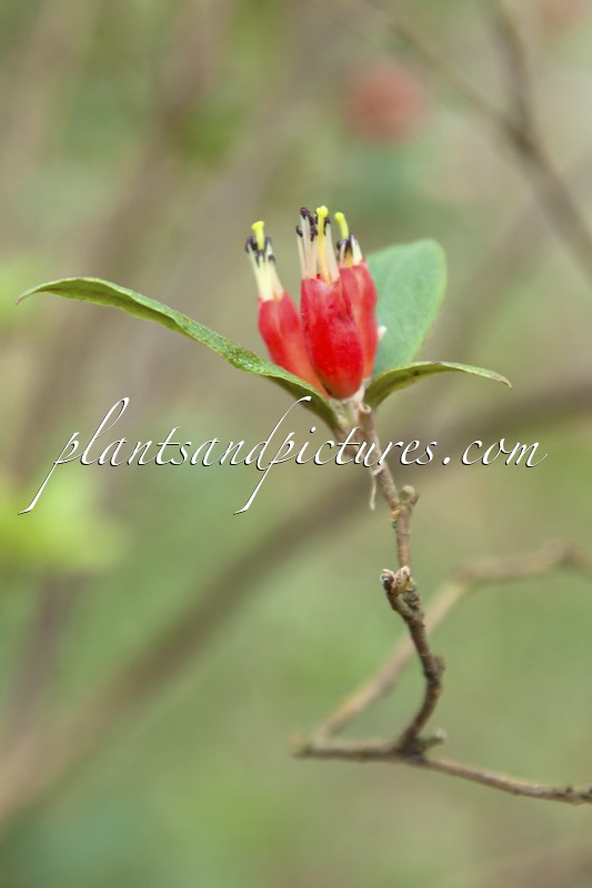 Rhododendron spinuliferum