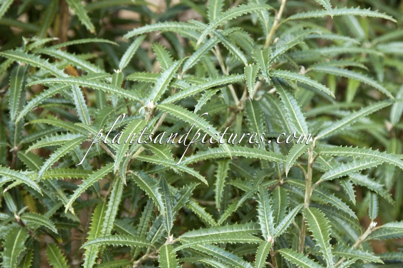 Olearia mollis ‘Zennorensis’