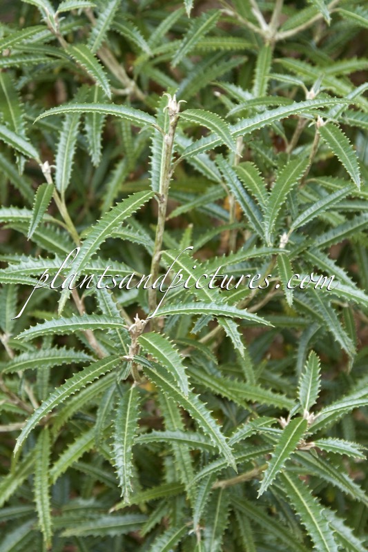 Olearia mollis ‘Zennorensis’