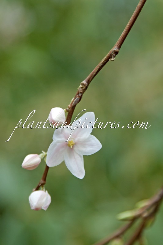 Melliodendron xylocarpum