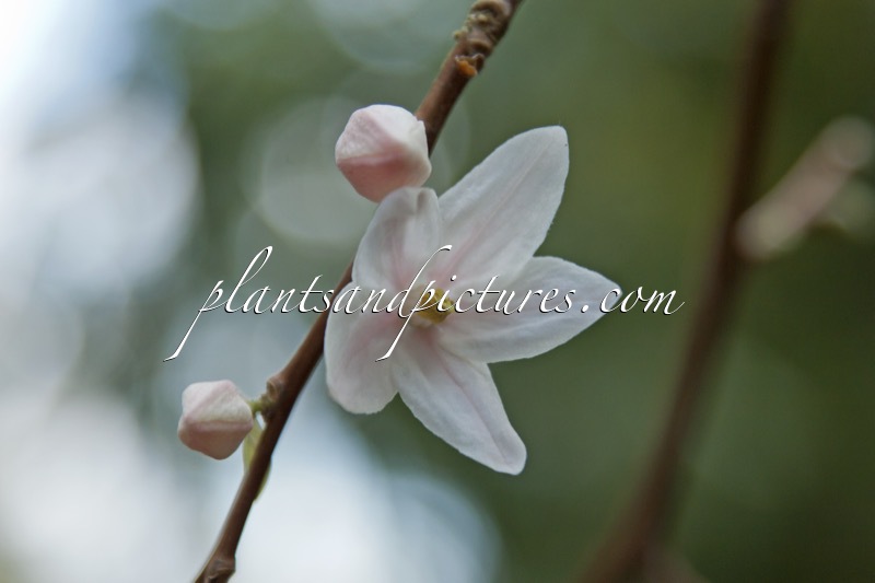 Melliodendron xylocarpum