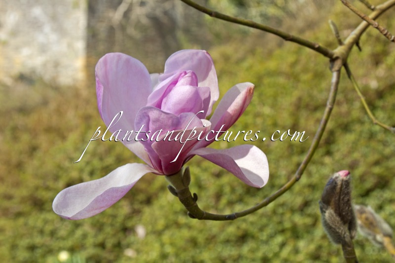Magnolia sargentiana var. robusta x Magnolia sprengeri ‘Diva’