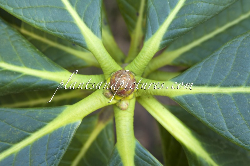 Rhododendron sinofalconeri