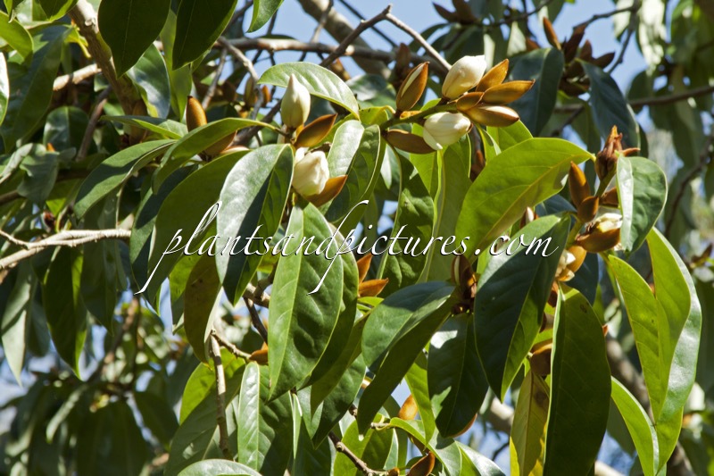 Magnolia doltsopa ‘Silver Cloud’