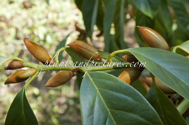 Magnolia doltsopa ‘Silver Cloud’