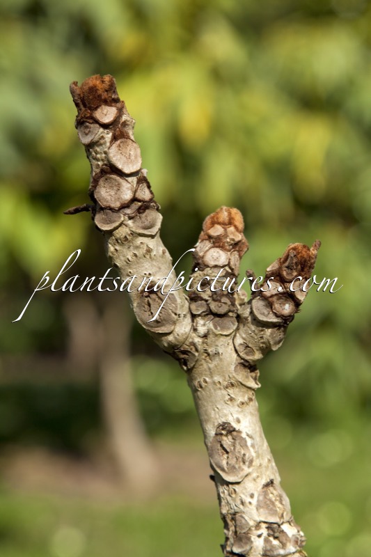 Meliosma veitchiorum