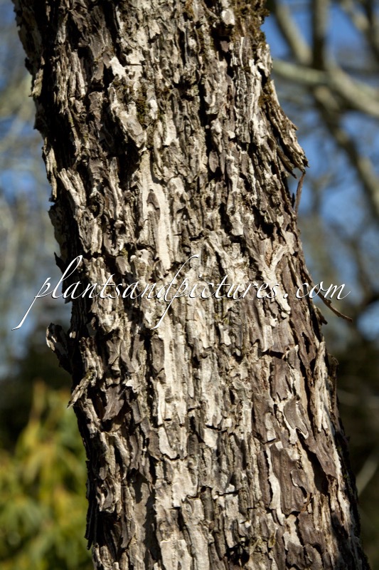 Meliosma veitchiorum