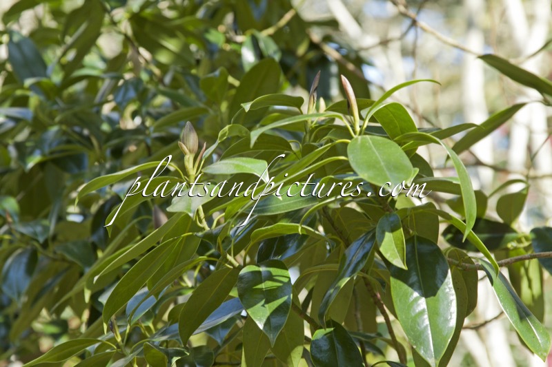 Magnolia nitida