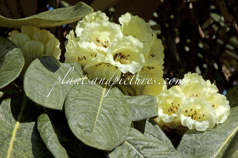 Rhododendron macabeanum