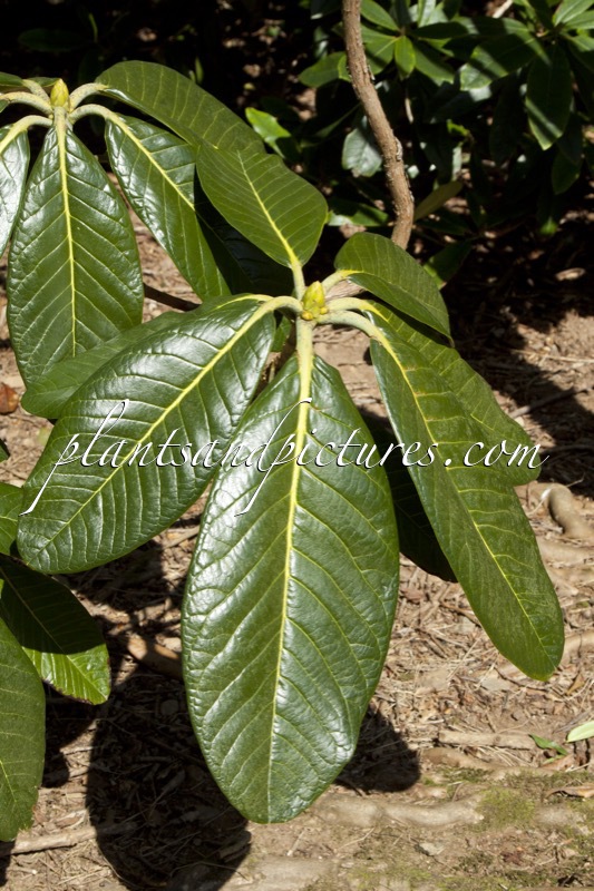Rhododendron sinogrande