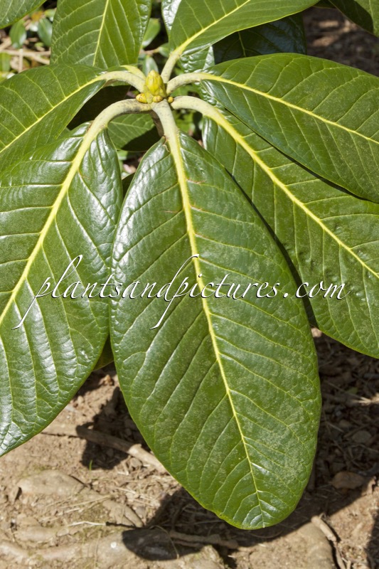 Rhododendron sinogrande