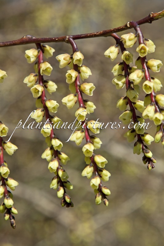 Stachyurus chinensis