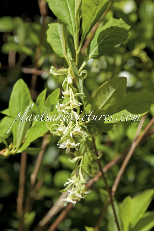 Oemleria cerasiformis