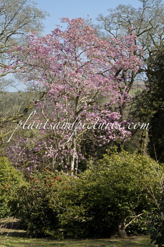 Magnolia sargentiana var. robusta x Magnolia sprengeri ‘Diva’