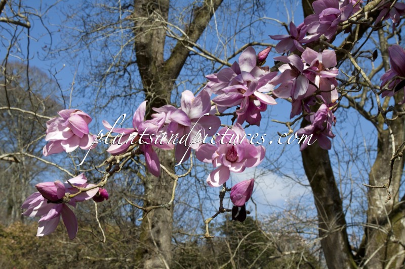 Magnolia sargentiana var. robusta x Magnolia sprengeri ‘Diva’