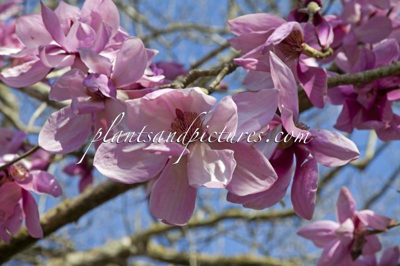 Magnolia sargentiana var. robusta x Magnolia sprengeri ‘Diva’