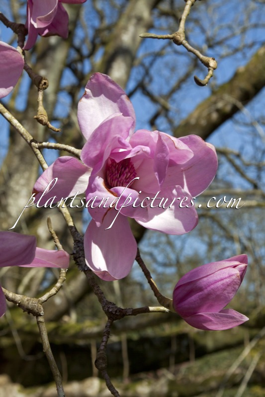 Magnolia sargentiana var. robusta x Magnolia sprengeri ‘Diva’