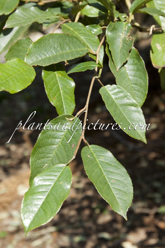 Stewartia pteropetiolata