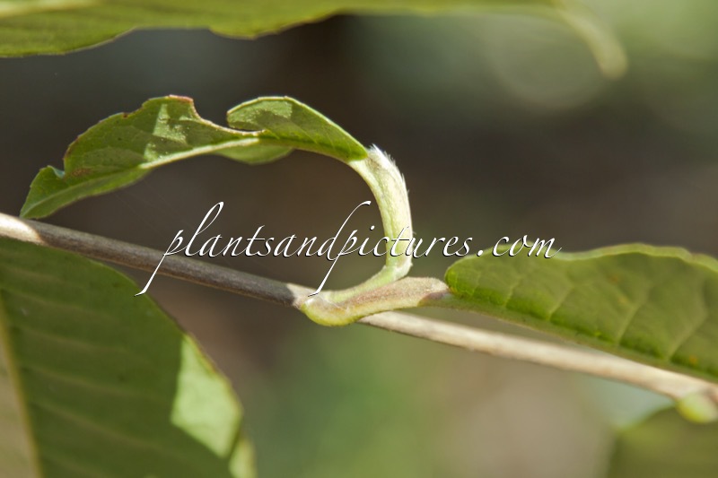 Stewartia pteropetiolata