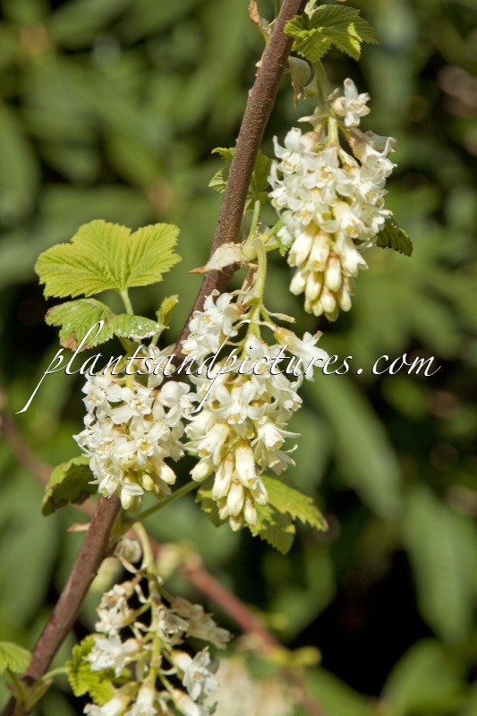 Ribes sanguineum ‘White Icicle’