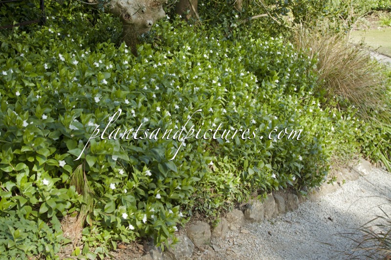 Vinca difformis