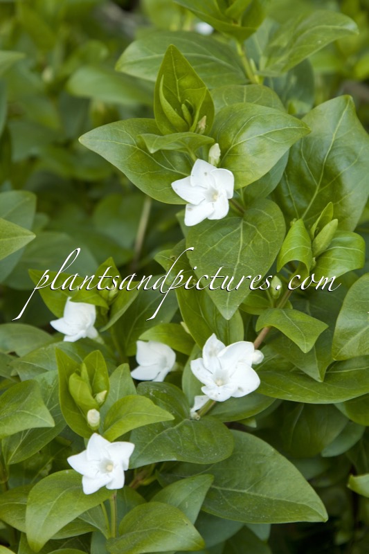 Vinca difformis
