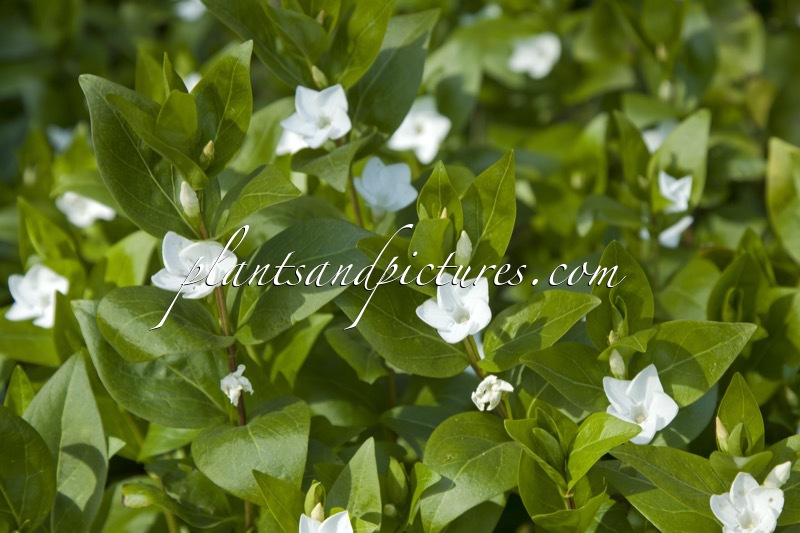 Vinca difformis