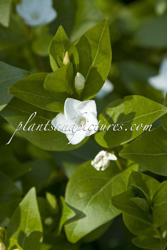 Vinca difformis