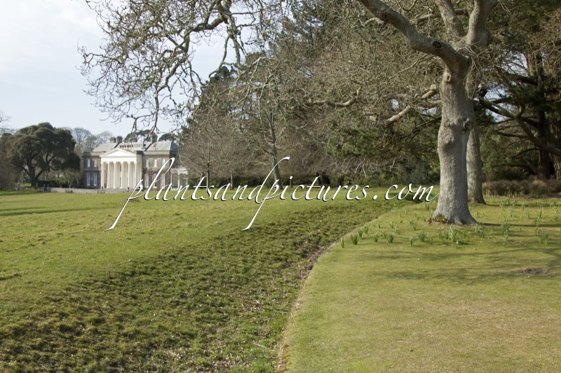 Trelissick Garden