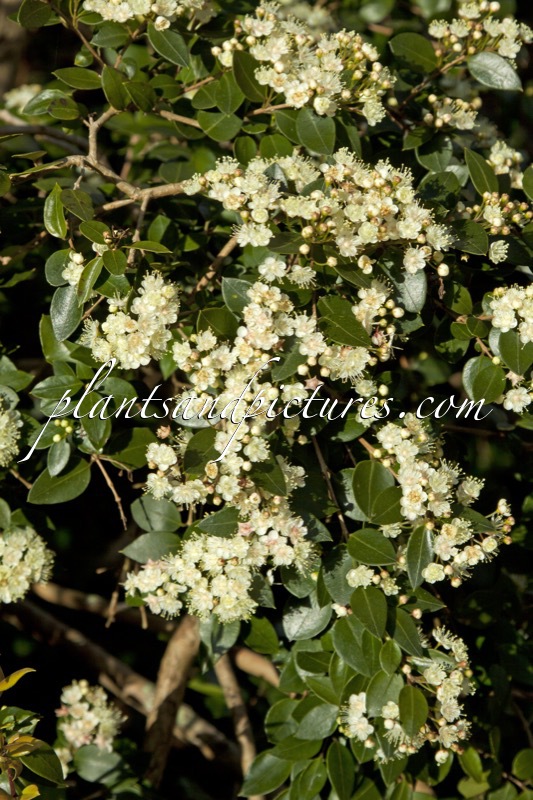 Myrtus communis
