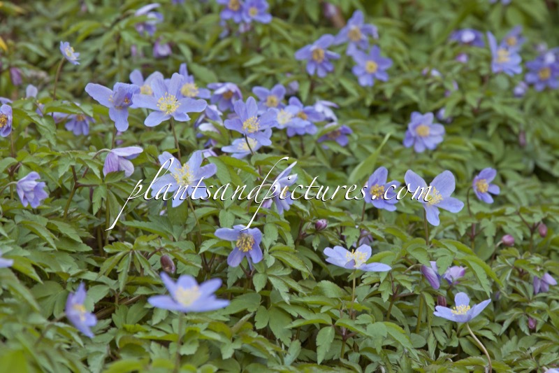 Anemone nemorosa ‘Robinsoniana’