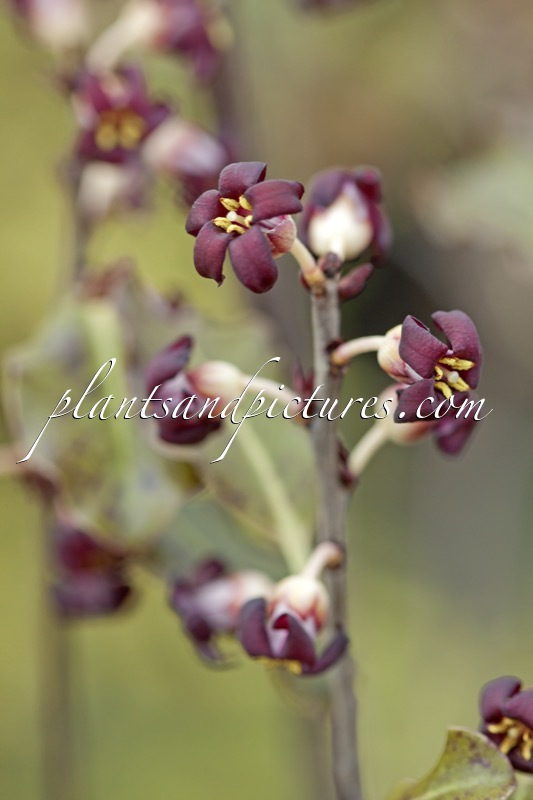Pittosporum tenuifolium ‘Atropurpureum’