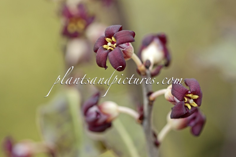 Pittosporum tenuifolium ‘Atropurpureum’