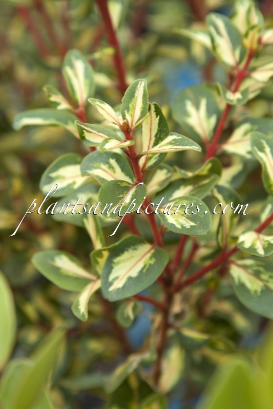 Metrosideros kermadecensis ‘Twisty’