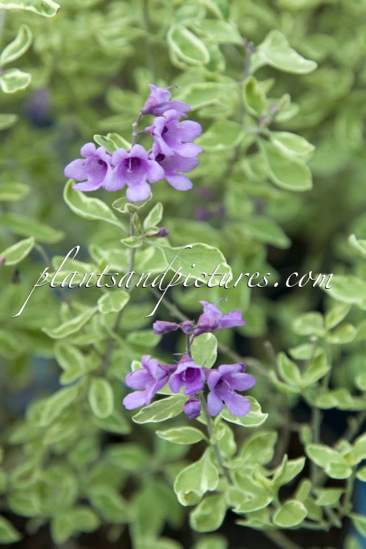 Prostanthera ovalifolia ‘Variegata’