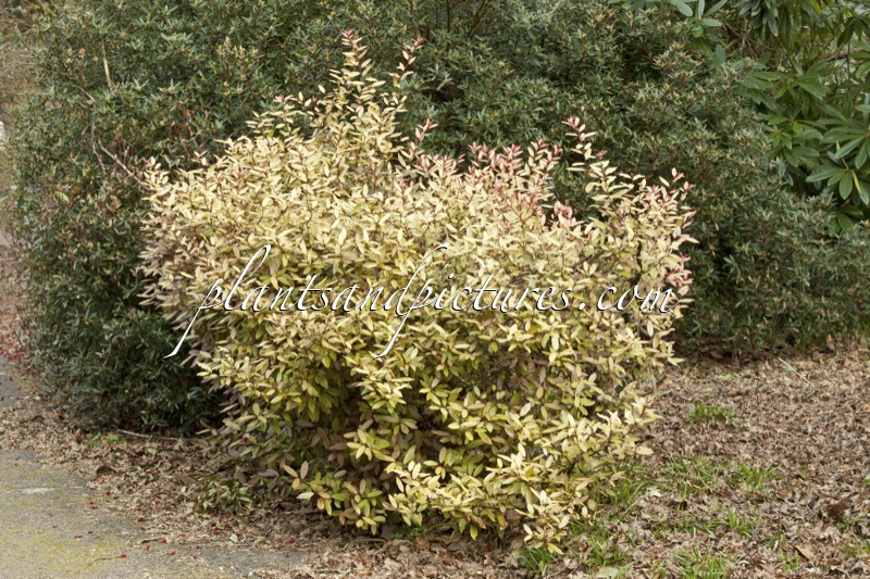 Pseudowintera colorata