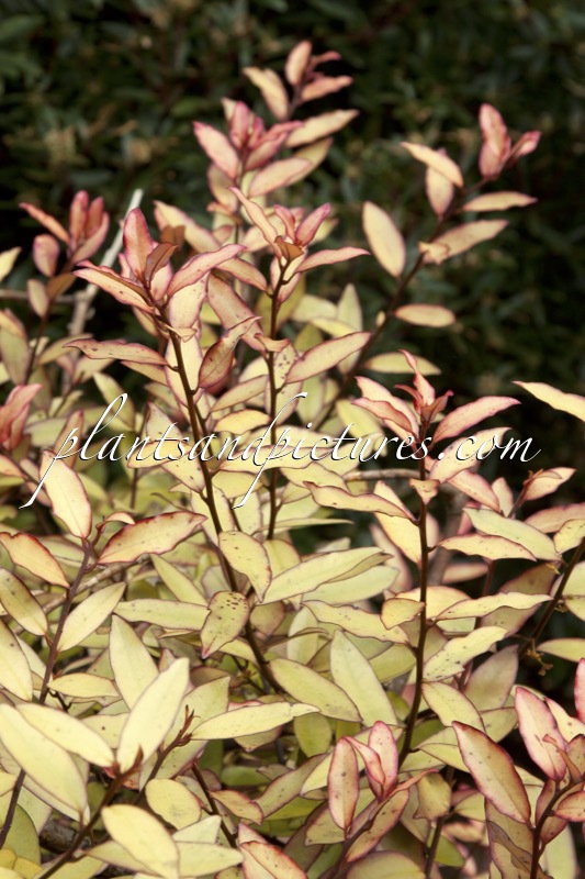 Pseudowintera colorata