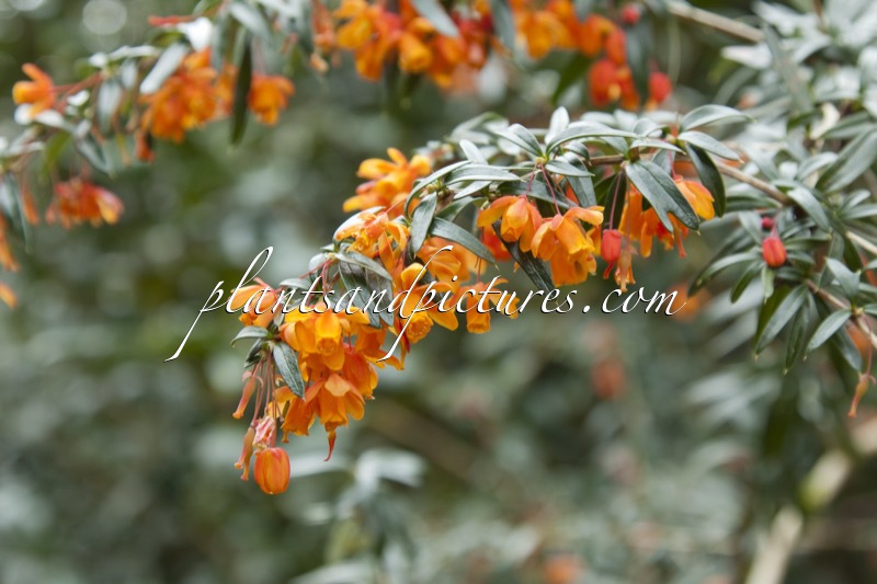 Berberis linearifolia