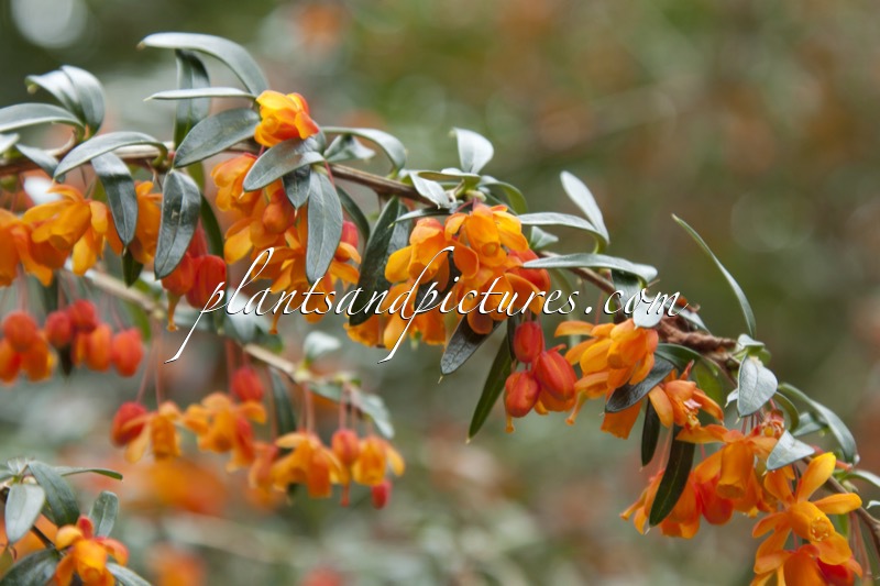 Berberis linearifolia
