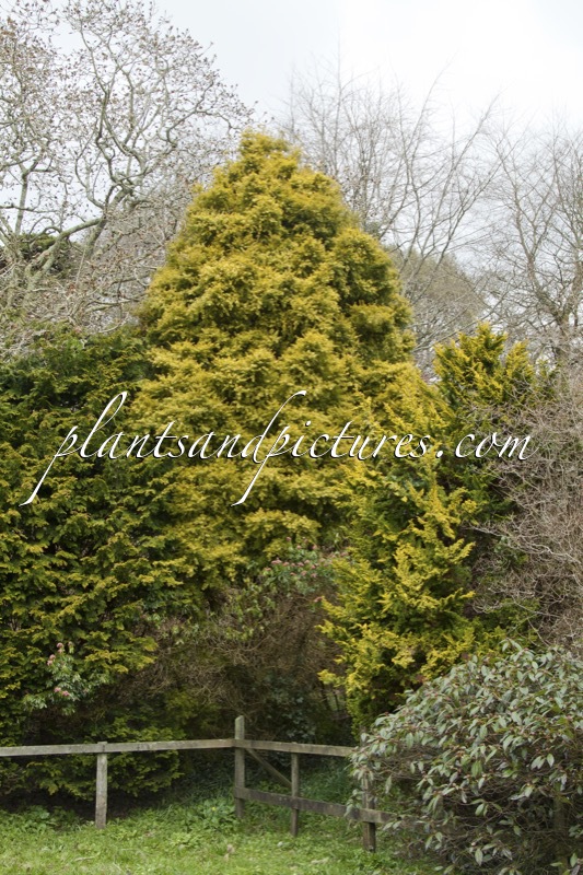 Podocarpus totara ‘Aureus’