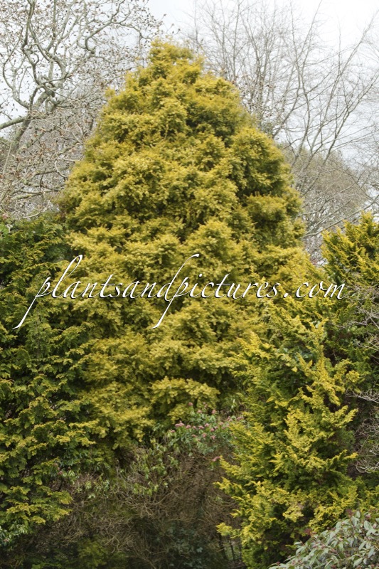 Podocarpus totara ‘Aureus’