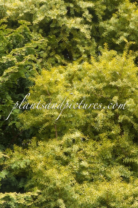 Podocarpus totara ‘Aureus’