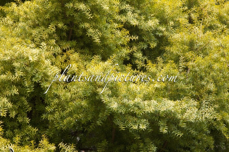 Podocarpus totara ‘Aureus’