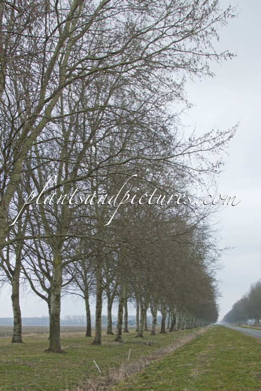 Populus canescens ‘De Moffart’